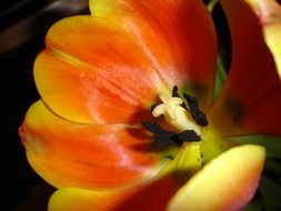 red tulip on a black background