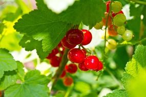 sprig of sour red currant on the tree
