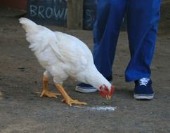 White chicken near the feet of man