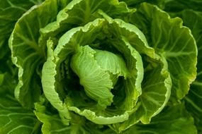bright green cabbage plant top view