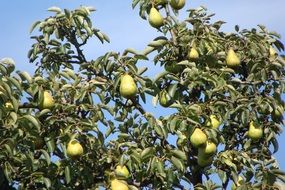 tree with organic pears on it