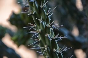 cactus with long needles close up, new mexico