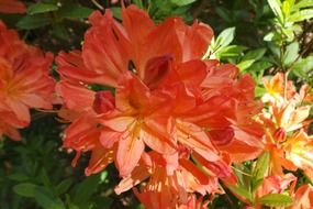 organic flowers blossom