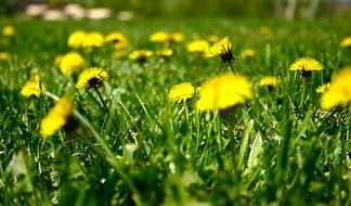flowering dandelions in the sun
