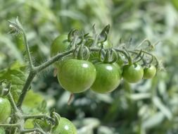 green immature tomatoes on branch