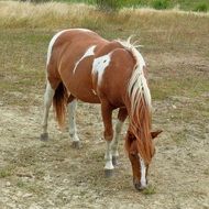 domestic Brown horse on the pasture