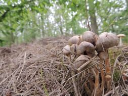 Mushrooms among dry branches