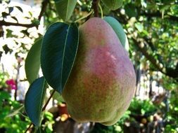 ripe big pear fruit on branch in garden