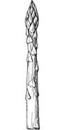 asparagus vegetable drawing