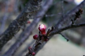 opening spring blossoms