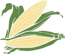 drawing of corn cobs with leaves