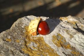 ripe chestnuts on the rock