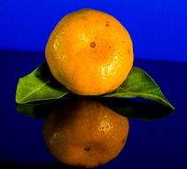 Mandarin and its reflection in the mirror surface