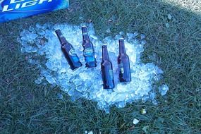 beer in bottles in ice