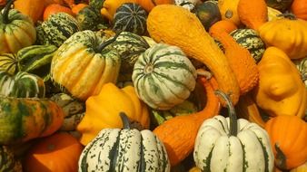 harvested pumpkins in autumn