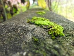 Green moss on the dark stones