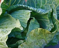 Cabbage plants in the garden