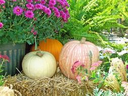 pumpkins on hay at autumn flowers