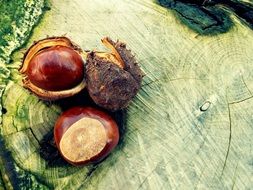 Brown chestnut in shells on the tree