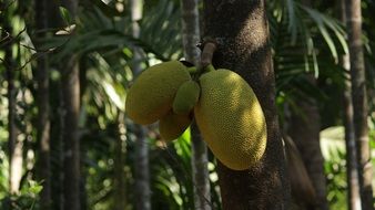 jackfruit fruits