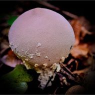 Forest mushroom in the nature