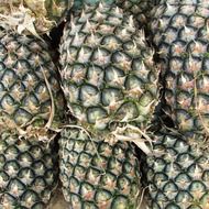 green pineapples in rows close up