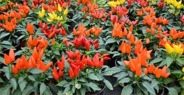 beds of paprika close-up