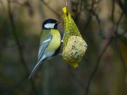 A titmouse extracts food