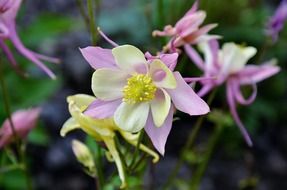 plant with pink bud