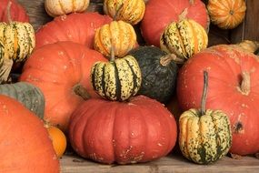 halloween pumpkins