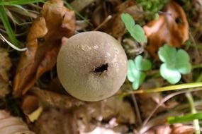 puffball mushroom on forest floor