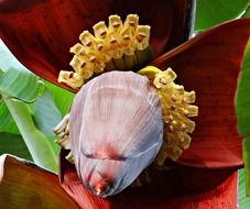Bananas blossom on the trees