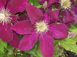 Purple clematis flowers in bloom