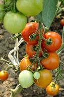 Red-green tomatoes in a garden