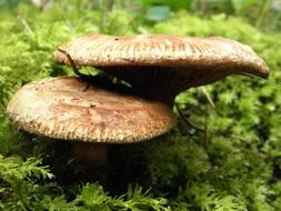 seasonal mushrooms among the green grass