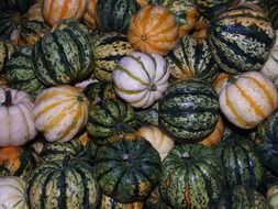 green pumpkins harvest