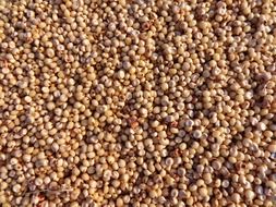 Sorghum seeds in Botany