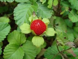 red ripe strawberries on a green bush