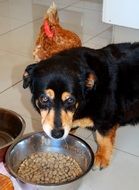dog and chicken near food bowl portrait