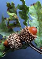 two acorns on a dry branch