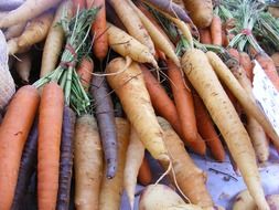 bunched carrots with green leaves