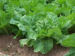 salad cabbage