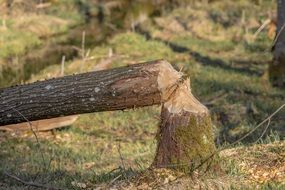 fallen beaver tree