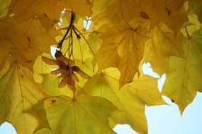 yellow maple in Montreal