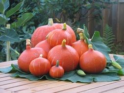 orange pumpkins as an autumn harvest