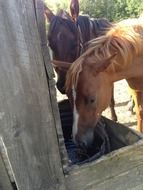 foals are eating from a trough on the farm