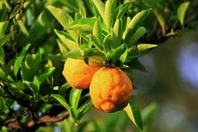 fruits on lemon tree