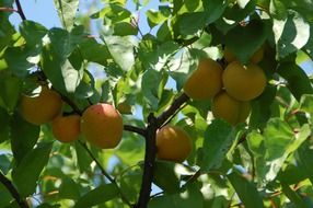 Apricot on a tree branch