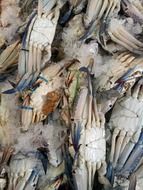 crab wet market
