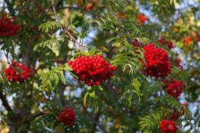 mountain ash fruits